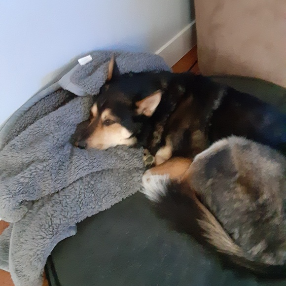 Meet your Posher, Benjamin - Picture 1 of 1